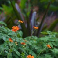 Perrenial Garden with Japanese Maple - Orange Flowers