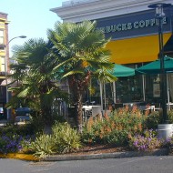 Commercial Landscape - Once a Blockbuster, Now a Starbucks