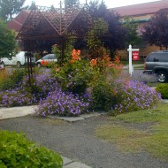 Formal Mediterranean Garden - Pebble Ground Cover and Purple Flowers