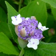 Native Garden Purple Flowers