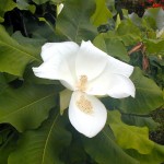Magnolia Ashii