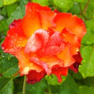 Heirloom Rose 'Sunrise'