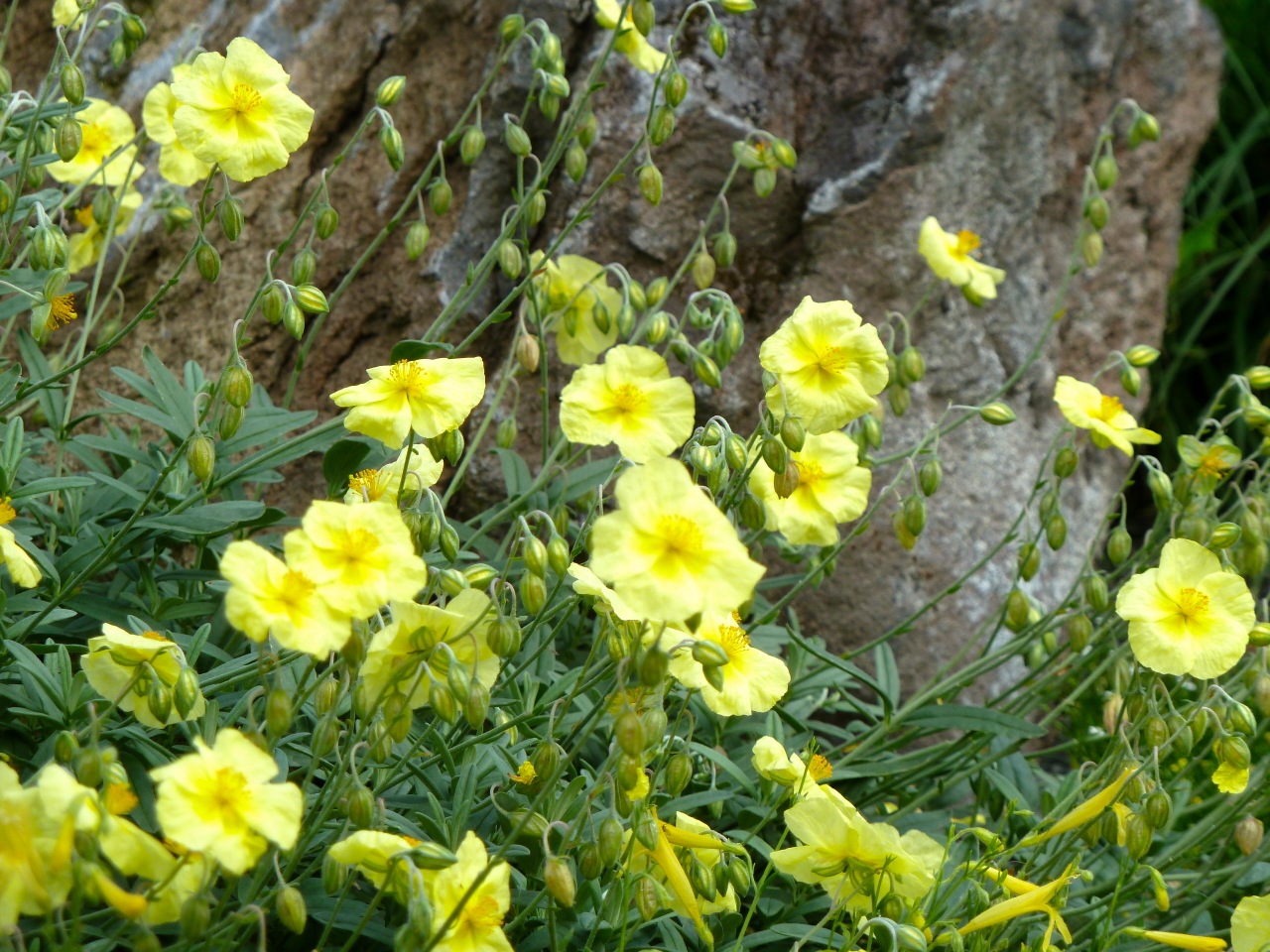 Helianthemum Nummularium 'Single Yellow'