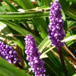 Liriope 'Royal Purple'