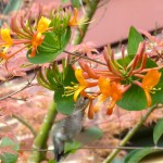 Lonicera 'Mandarin' with Humming Bird