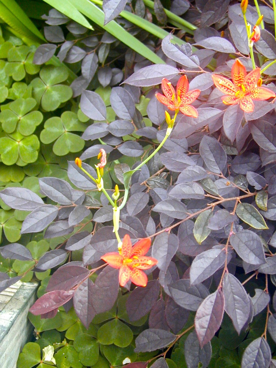 Loropetelum & Belamacanda Chinensis