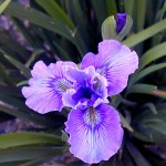 Pacific Coast Iris 'Blue Moment'