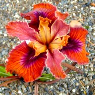 Pacific Coast Iris 'Oxymoron'