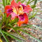 Pacific Coast Iris Oxymoron