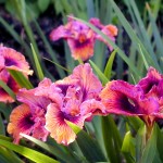 Pacific Coast Iris 'Ultimate Suntan'