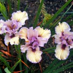 Pacific Coast 'Iris with This Ring'
