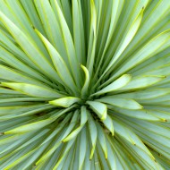 Yucca Schottii