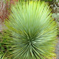 Yucca Schottii
